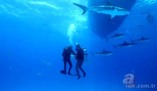 Sosyal medyayı sallayan köpek balığı deneyi yürekleri ağızlara getirdi! Okyanusa kan döküp bekledi ve... 10