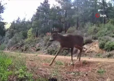Ganos Dağları’ndaki iki karaca fotokapanda