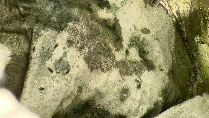 Son dakika: Avcılar’da sivrisinek kabusu: Çocuklarda yaralar oluştu! Mahalle sakinleri endişeli