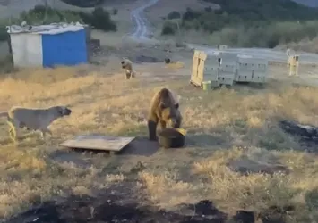 Tunceli'de yiyecek arayan bozayı karakol bahçesini mesken tuttu