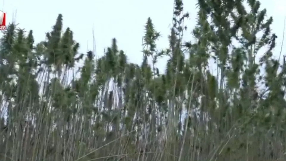 Türkiye’nin ilk tescilli kenevirinde hasat!