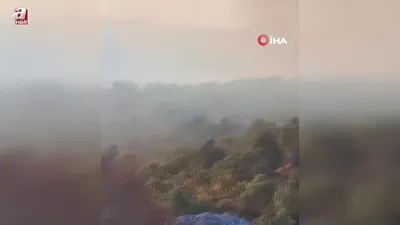 Sazlık alanda çıkan yangın ormana sıçradı