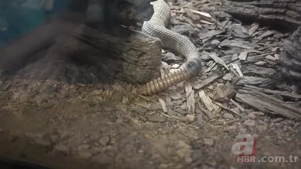 Otomobilde yılan paniği 11