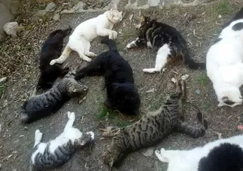 Alanya'da 30 kedi katledildi