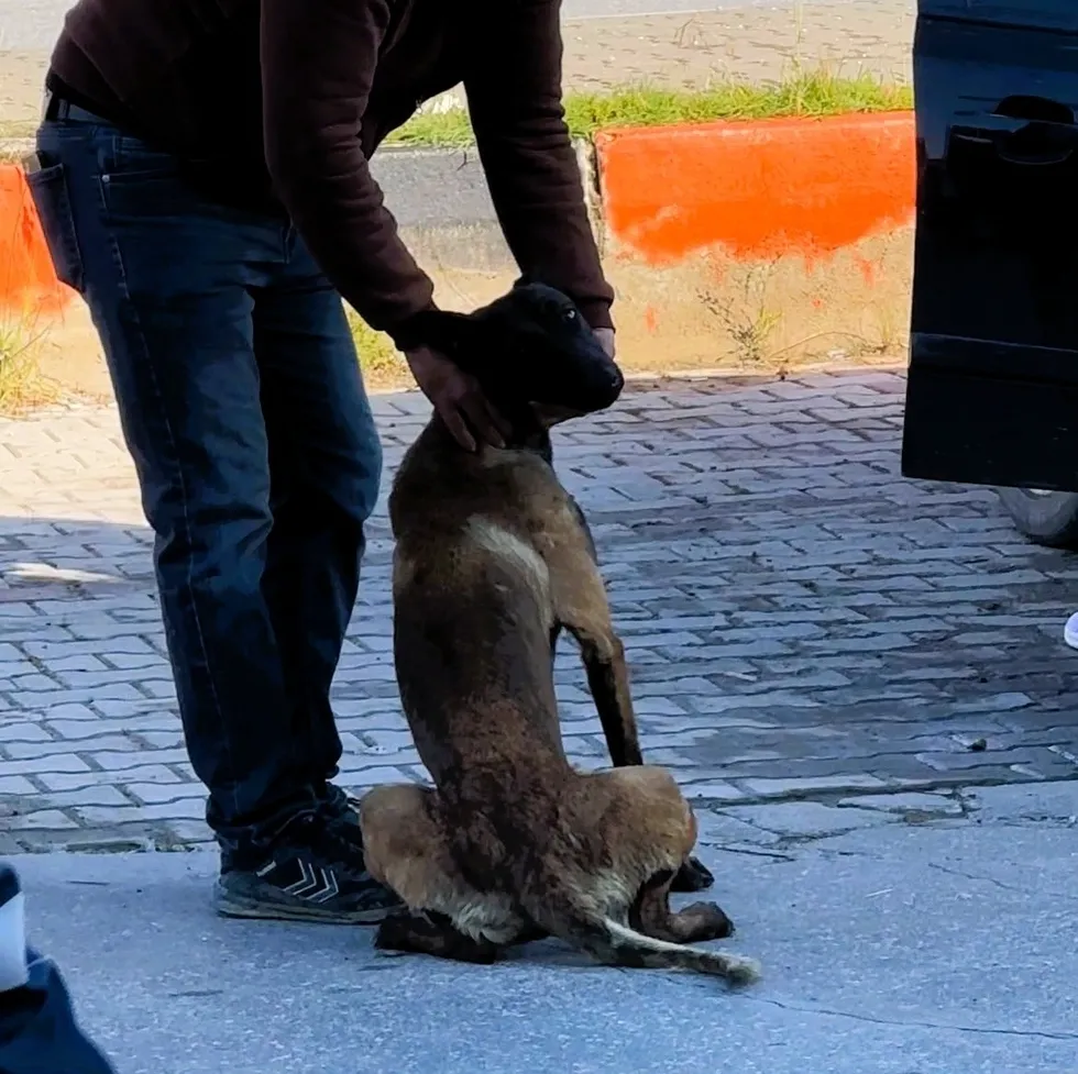 1781436187530.jpeg Afyonkarahisar'daki dinlenme tesisinde vahşet! Başıboş köpek kadının kolunu parçaladı - 4