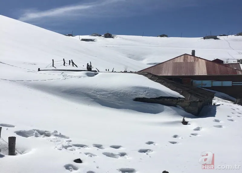 Vahşi doğada ölümcül karşılaşma! Ayı yavrularını… 10