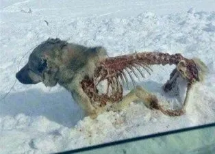 Dehşete düşüren görüntü! Gözlerine inanamadılar...