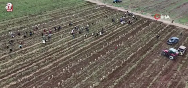 Adana’da patates hasadı başladı