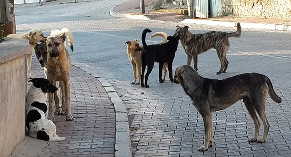 sahipsiz-30-kopek-ciftlige-saldirdi-41-hayvan-telef-oldu-1665902098275.jpg Sahipsiz 30 köpek çiftliğe saldırdı: 41 hayvan telef oldu - 5
