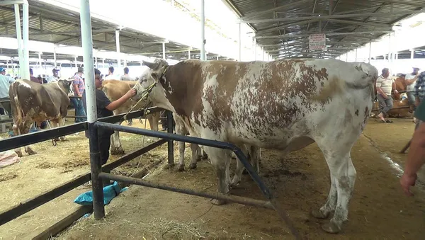 Kurban pazarının şampiyonu belli oldu - 2