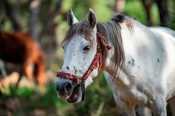 Büyükada’da panik! ’Ruam’ hastalığı otel rezervasyonlarını iptal ettirdi