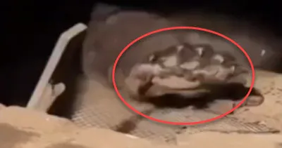 Bodrumdan çıktı! Ev sahibi şoke oldu: Tam 225 kilo...