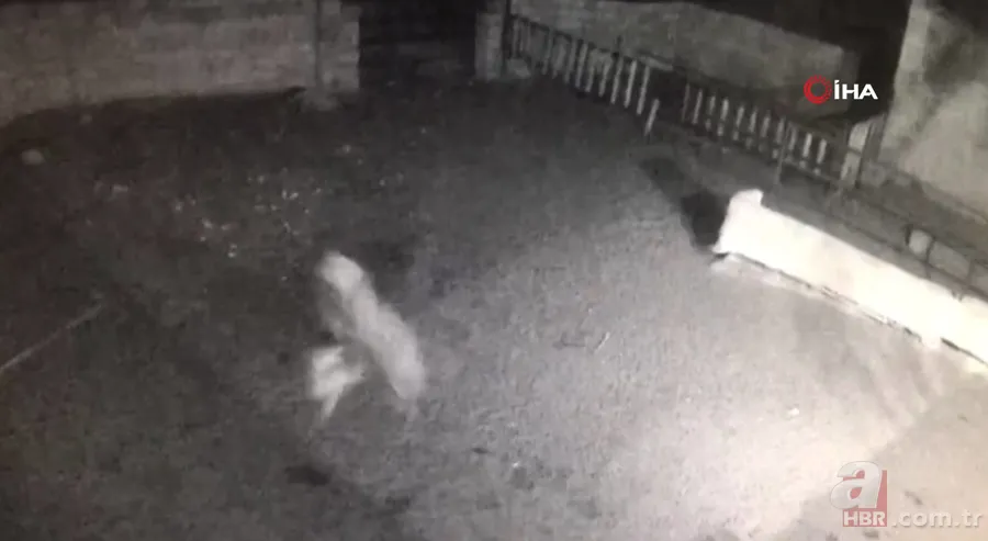 Ağıla girince şoke oldu! Kaçarken tekrar saldırdı… Tek tek saldırıp böyle dehşet saçtı 7