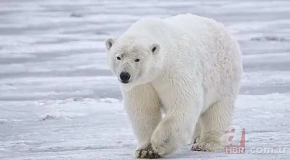 Hayat kurtaran teknolojik ipuçları! Kimse bu işe yaradığını bilmiyordu... 22