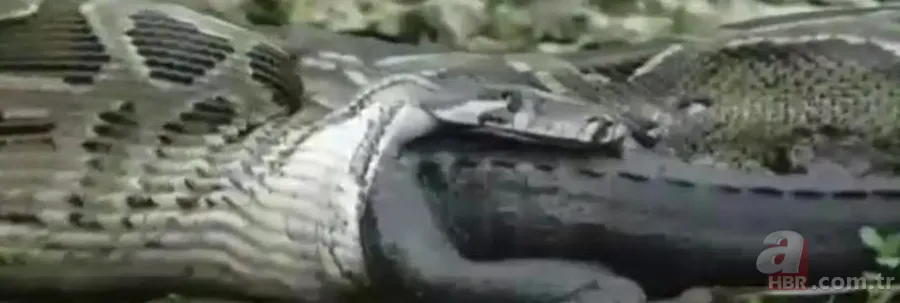 Dev piton timsahı yutmaya kalkıştı! Görenler inanamadı... 12
