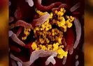 Bilim insanları yayımladı! İşte koronavirüs fotoğrafları... |Video
