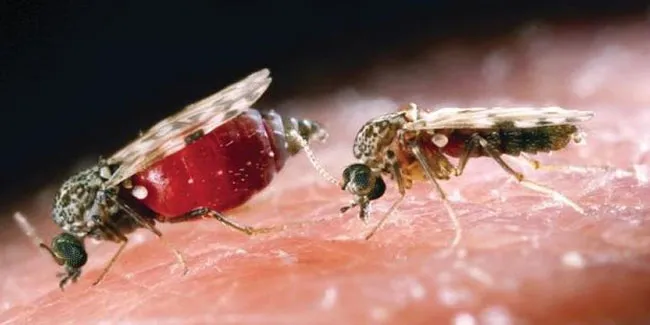 Adana'da 'kör eden' sinek tehlikesi! Aşısı bile yok - 2