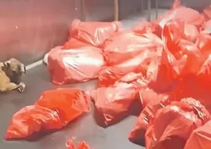 Köpek katliamına vatandaşlardan sert tepki!