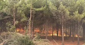Orman yangını büyüdü