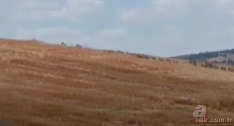 Arazide dolaşan vatandaş şoke oldu: Daha önce bu kadar kalabalık görüntülenmemişti 3