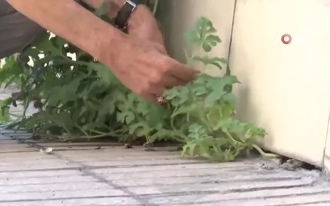 Elazığ’da görenleri hayrete düşüren olay! Beton yapıların arasında karpuz yetişti