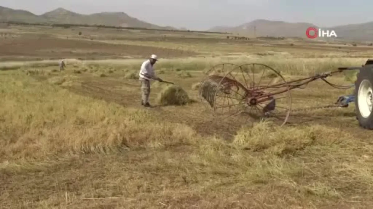 Batman'da mercimek çiftçinin yüzünü güldürdü