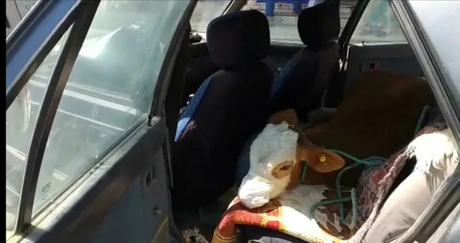 Kars’ta rahatsızlanan buzağıyı maske takıp veterinere götürdüler - 1
