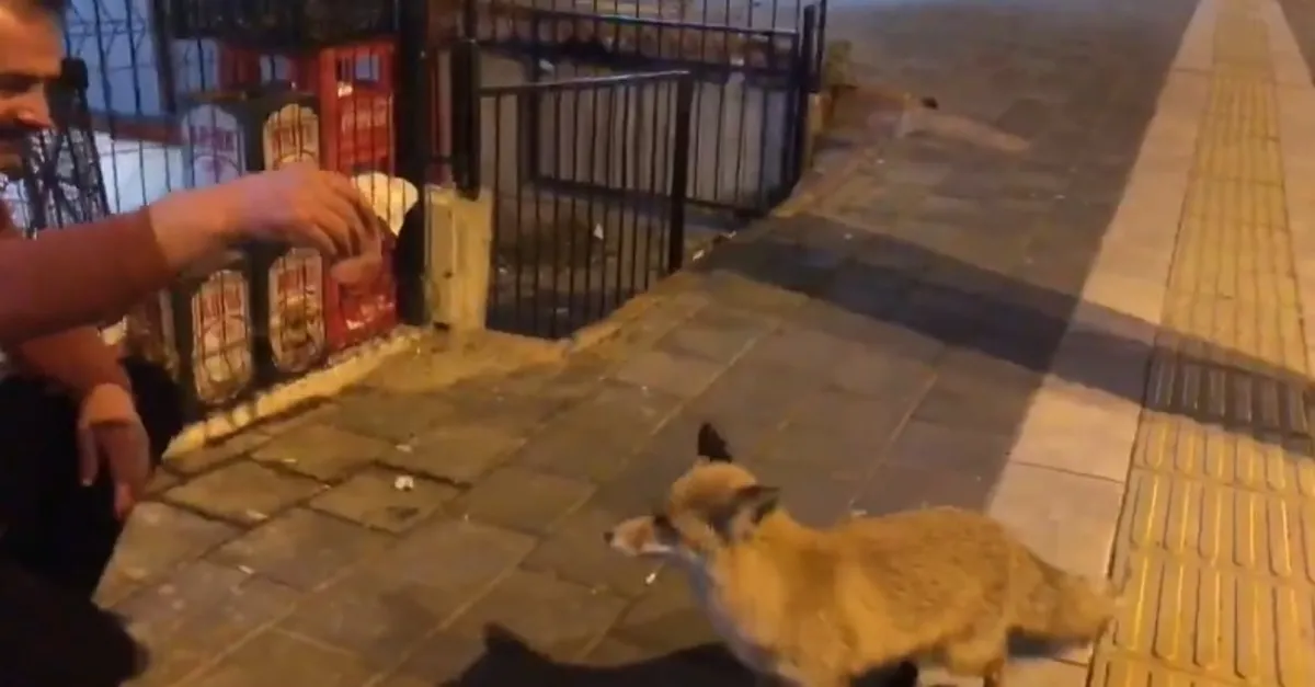 Sivas'ta şehre inen tilkiye esnaftan köfte ikramı