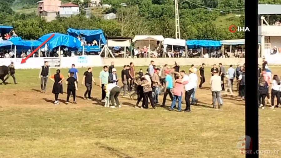 Şampiyon boğanın gazabı! Sahibine böyle saldırdı 1