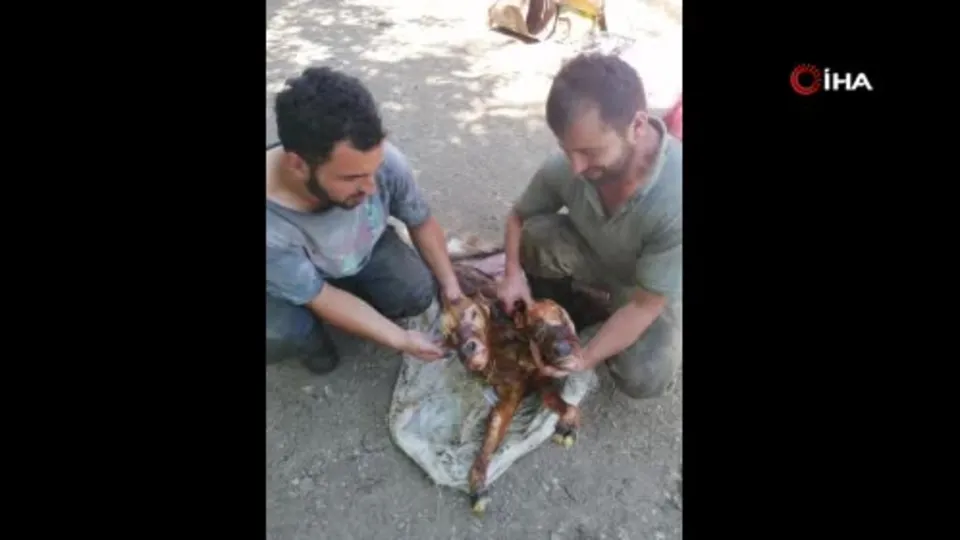 Kastamonu’da çift başlı buzağı doğdu
