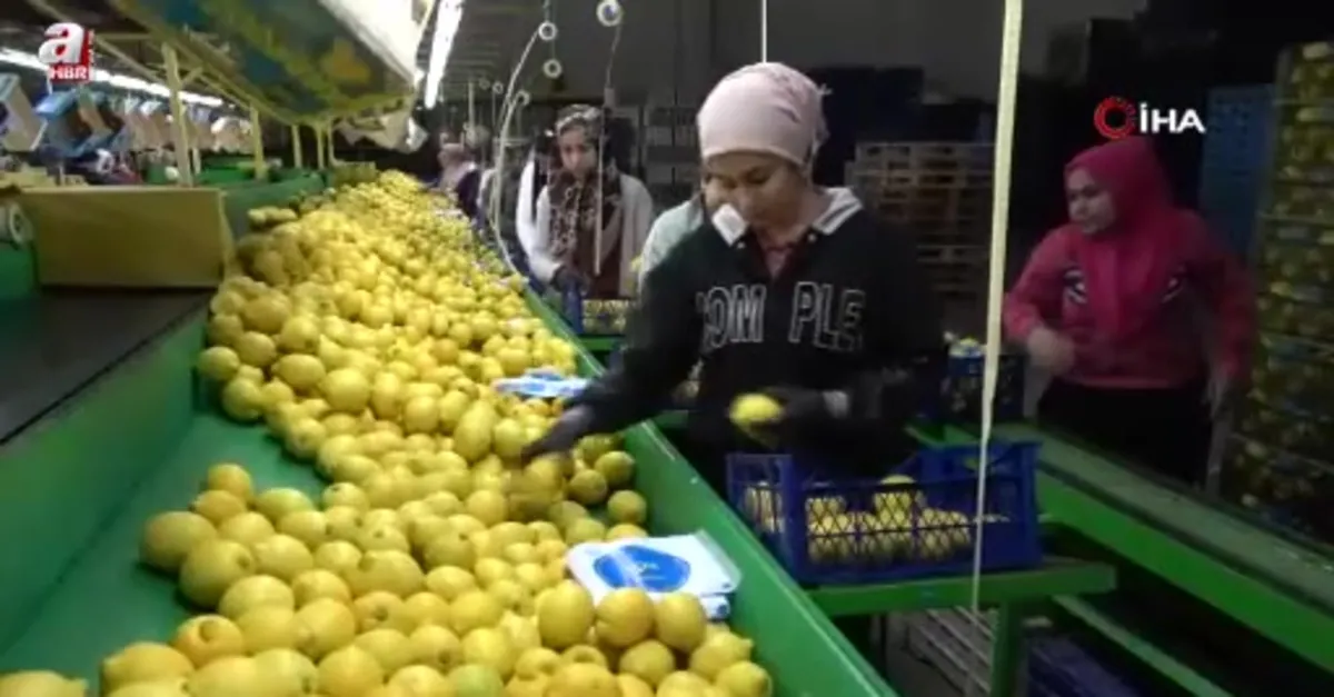 Limonda yoğun hasat dönemi