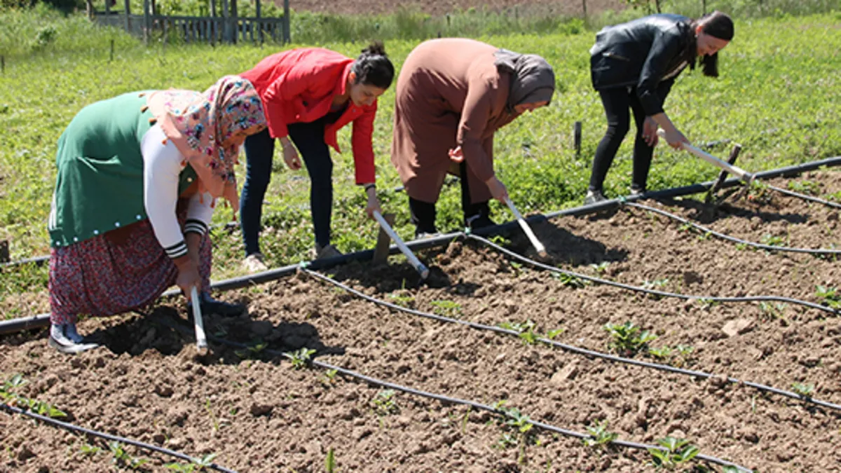 Yazın vazgeçilmezi! İlk hasat başladı | Tarlada 50, raflarda 90 TL