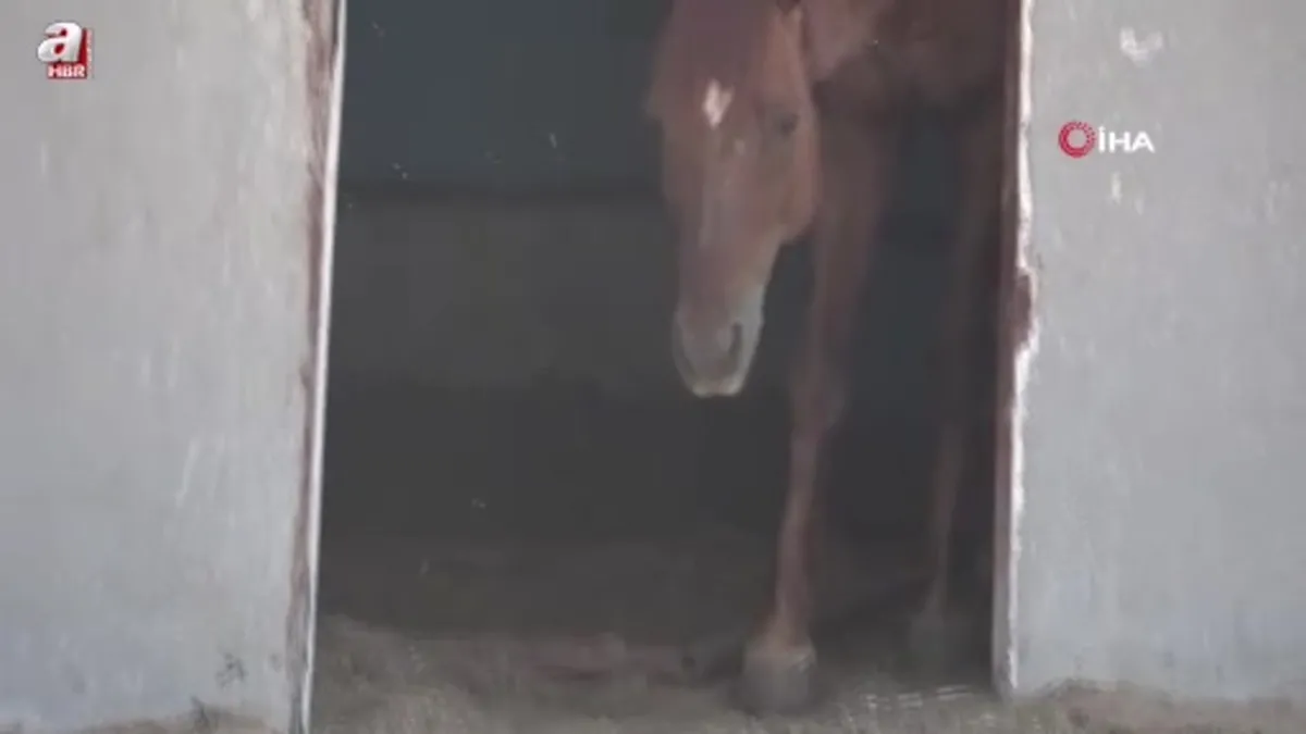 Attan beklenmedik hareket