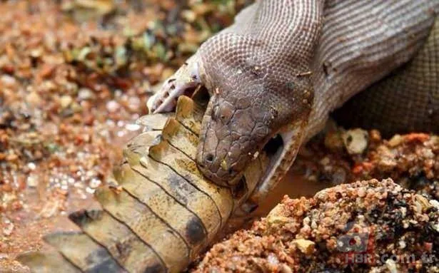 Görüntüler Türkiye'den! Ava giderken "avlandı" 13