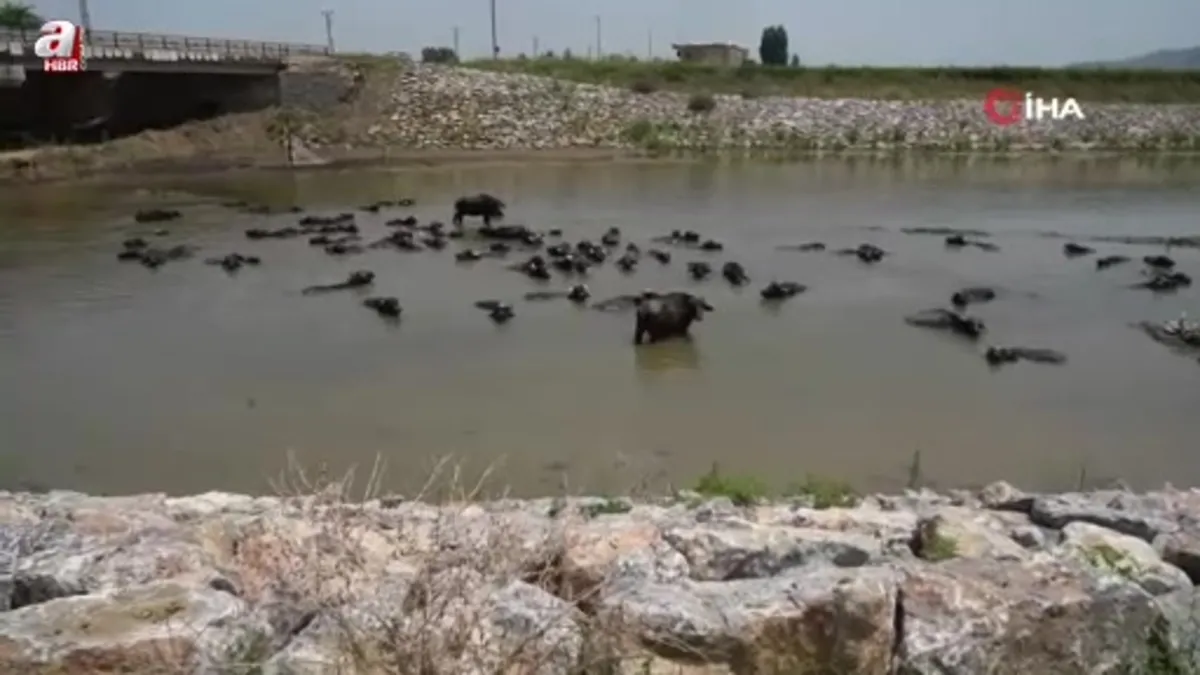 Muş'ta mandalar serin suya girerek hastalıklara karşı kendini koruyor