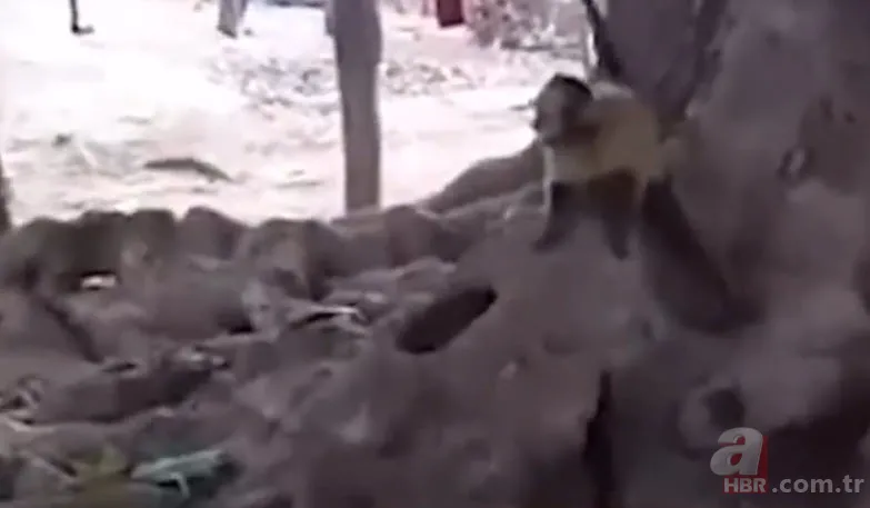 Köpekler aniden etrafını sardı! Dakikalarca ölüm kalım mücadelesi verdi ama... 13