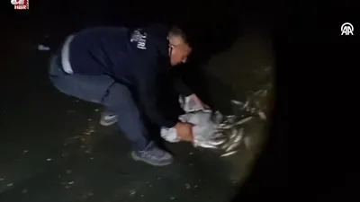 60 kilogram inci kefali suya geri bırakıldı