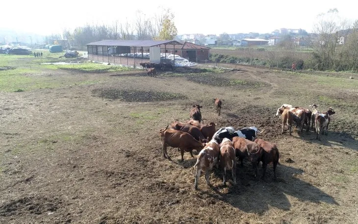 Kocaeli’de 10 inekle süt satmaya başladı, şimdi talebe yetişemiyor