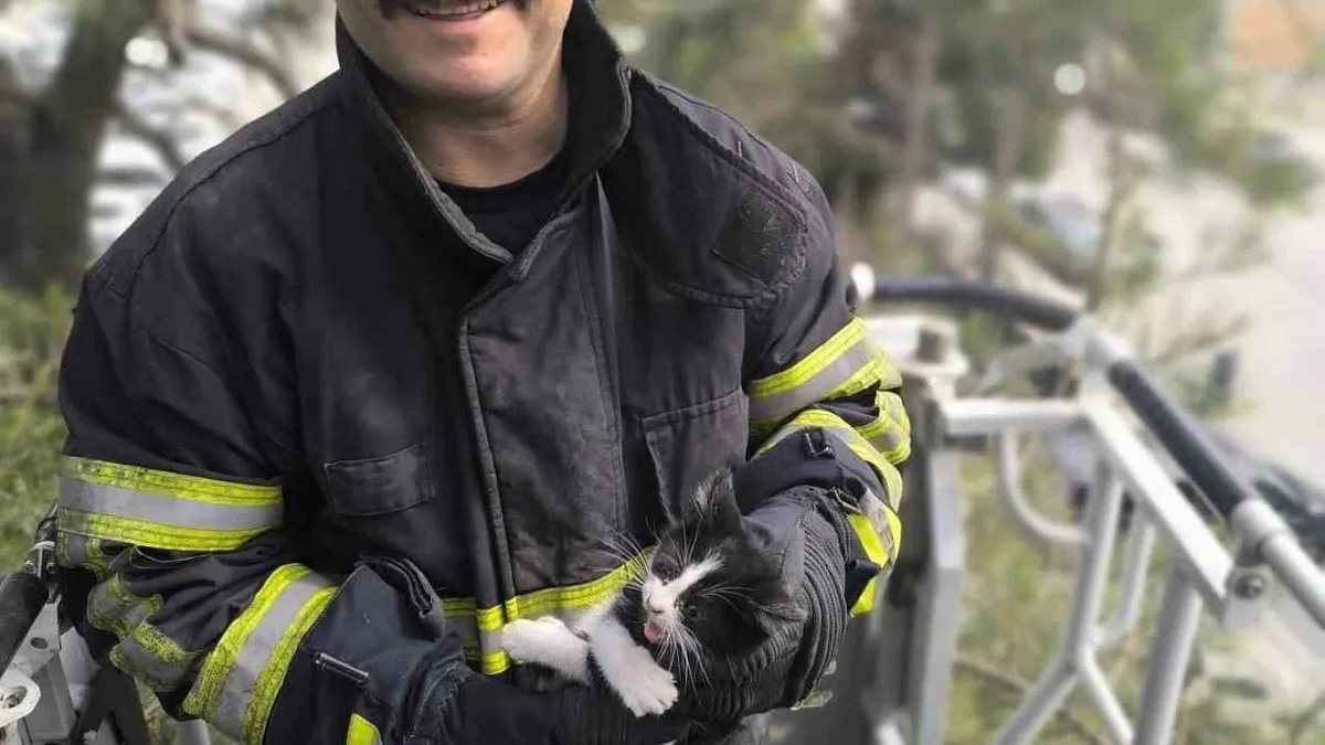 Ağaçta kalan kediyi itfaiye ekipleri kurtardı