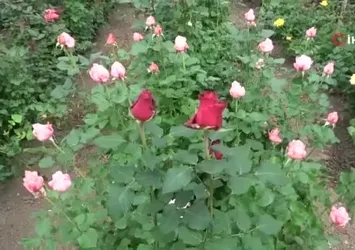 Adana'da ithal gül yerli gülün fiyatını düşürdü