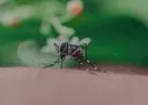 Zehirli sivri sineklerin belirtileri neler?