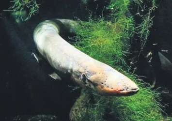 Bu balık 860 volt elektrik üretiyor!