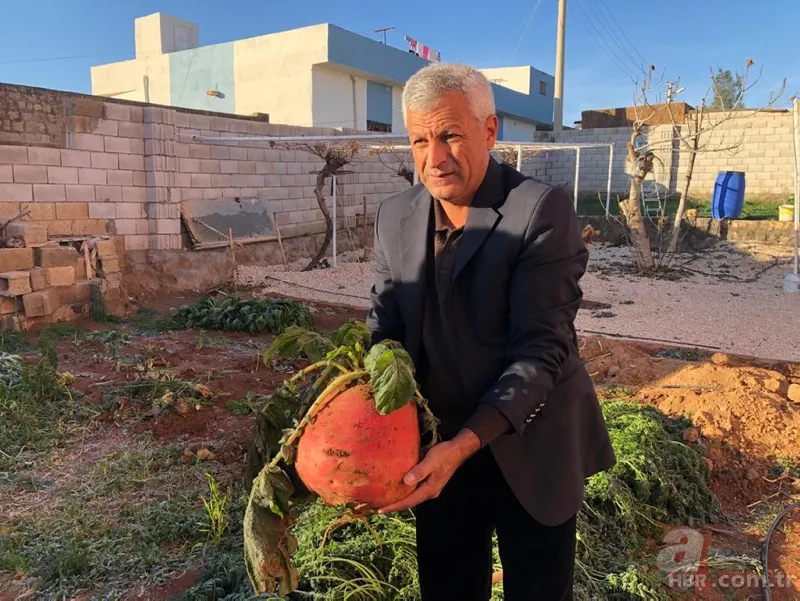 Büyüklüğü karşısında hayrete düştü! Tam 8 kilo... 4