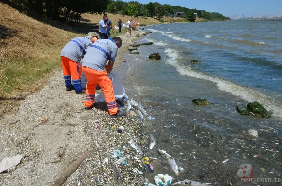 İstanbul'da büyük skandal ve acı veren görüntüler! Küçükçekmece'deki balık ölümlerinin nedeni ne? 13