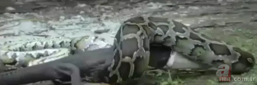 Dev piton timsahı yutmaya kalkıştı! Görenler inanamadı... 5