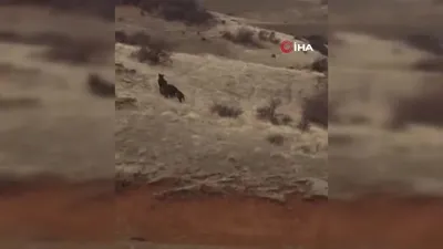 Domuz sürüsü kaçtı o kovaladı