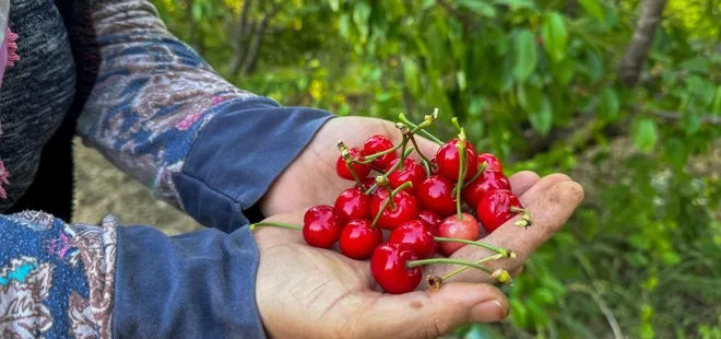 Kuzey yarımkürenin ilk kirazı hasat edildi