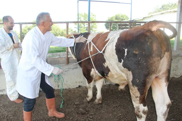 1626593284053.jpg 1 tonluk huysuz boğayı tek başına yatırdı! Kurban keseceklere rueff yöntemini önerdi - 1