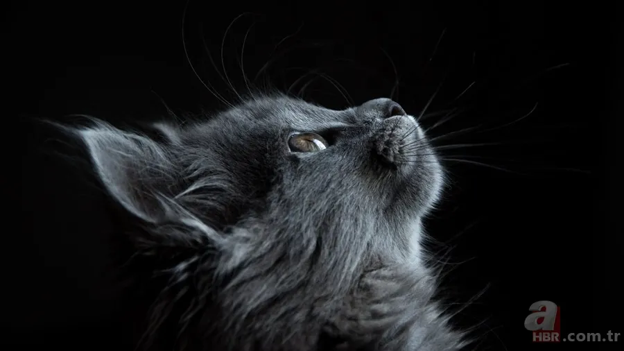 Kediler ve psikolojik etkiler: Şizofreni riskini artırabilir mi? 10