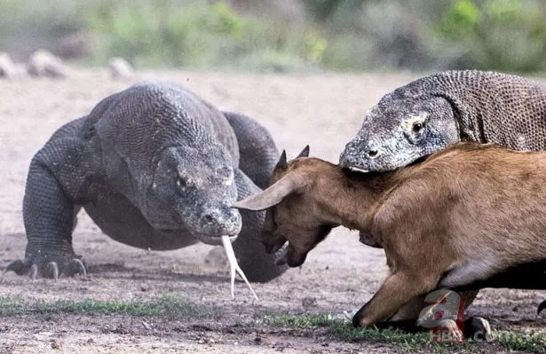 Vahşi doğadan inanılmaz görüntüler 20